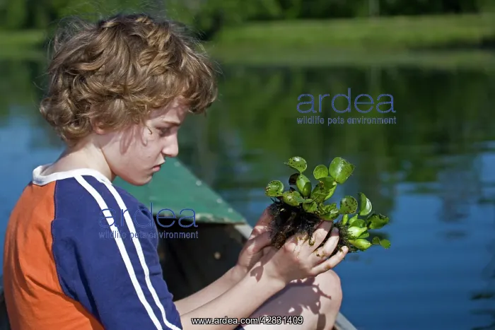 : Boy observing Water Hyacinth : Boy observing Water Hyacinth