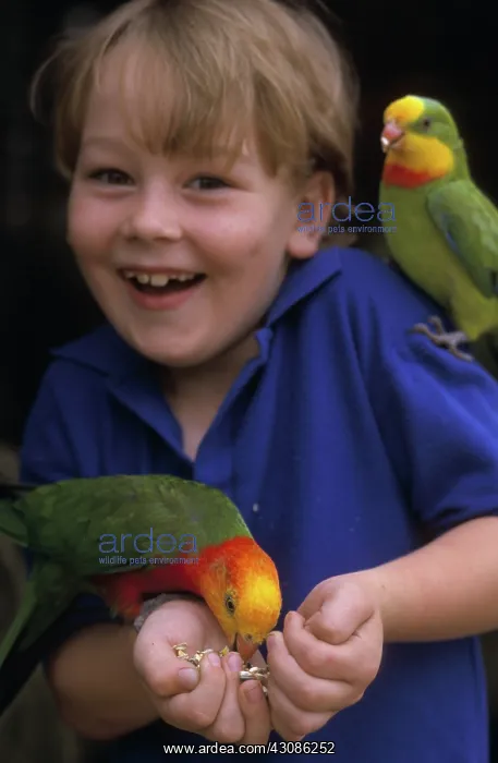 : Boy with Parrots : Boy with Parrots