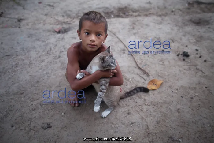 : Boy playing with a cat - Amapa Brazil Amazon : Boy playing with a cat - Amapa Brazil Amazon