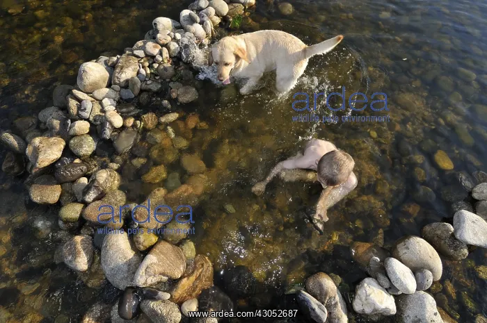 : Boy playing with his dog in Eyrieux River Ardeche France : Boy playing with his dog in Eyrieux River Ardeche France