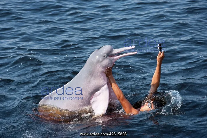 : Boy playing and feeding Pink River dolphin or Boto, Inia geo : Boy playing and feeding Pink River dolphin or Boto, Inia geo
