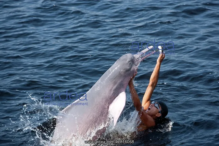 : Boy playing and feeding Pink River dolphin or Boto, Inia geo : Boy playing and feeding Pink River dolphin or Boto, Inia geo
