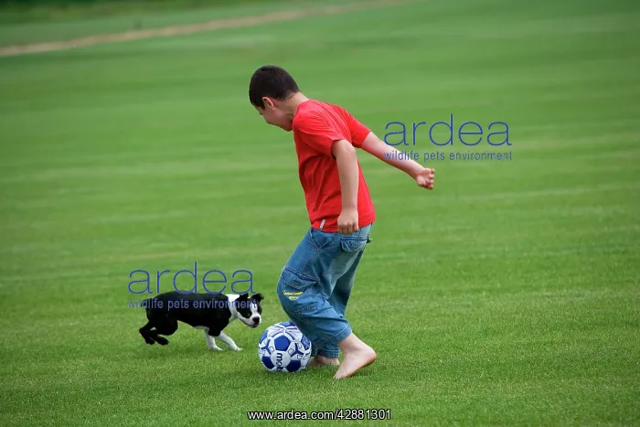  : Boy - playing football with Boston Terrier dog