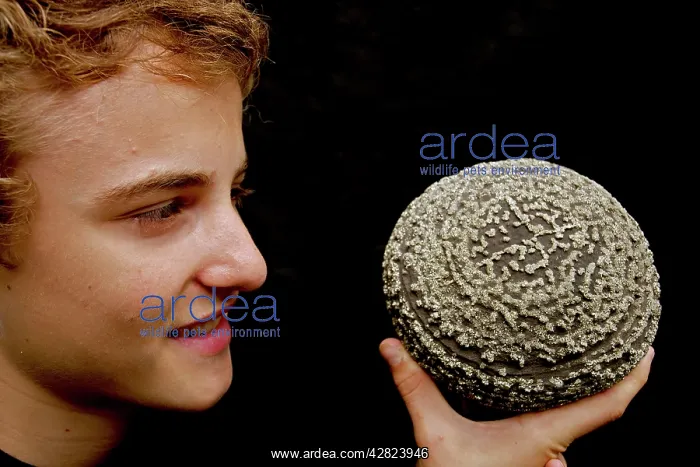 : Boy and Pyrite on Shale Concretion : Boy and Pyrite on Shale Concretion