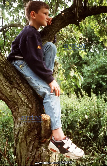 : BOY - sitting in tree : BOY - sitting in tree