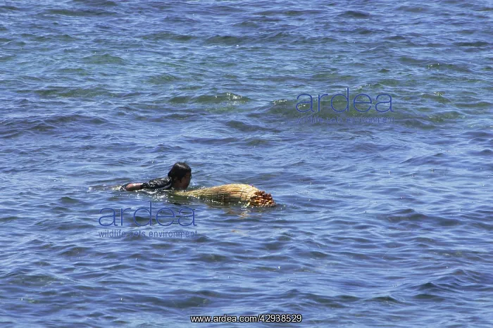 : Boy swimming with a tusk-shaped float fashioned : Boy swimming with a tusk-shaped float fashioned