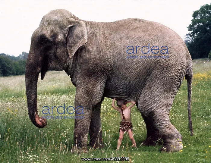 : Boy trying to lift elephants, England, Great Bri : Boy trying to lift elephants, England, Great Bri