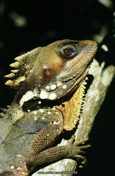 : BoydIs Forest Dragon : BoydIs Forest Dragon