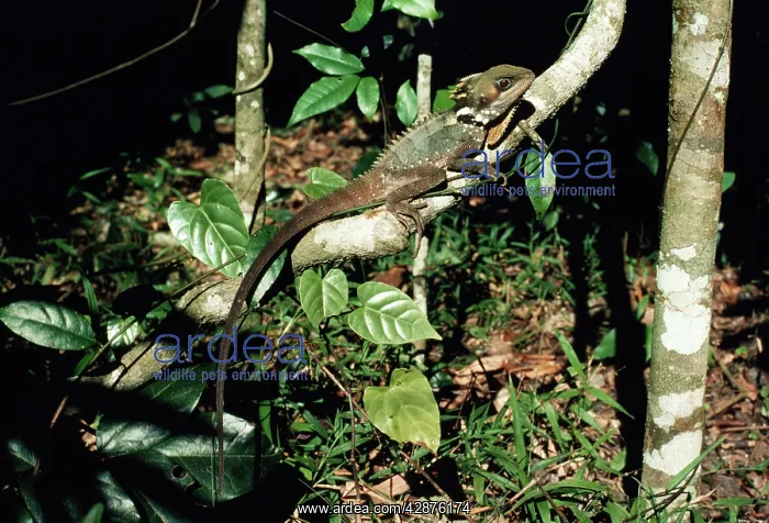 : BoydIs Forest Dragon : BoydIs Forest Dragon