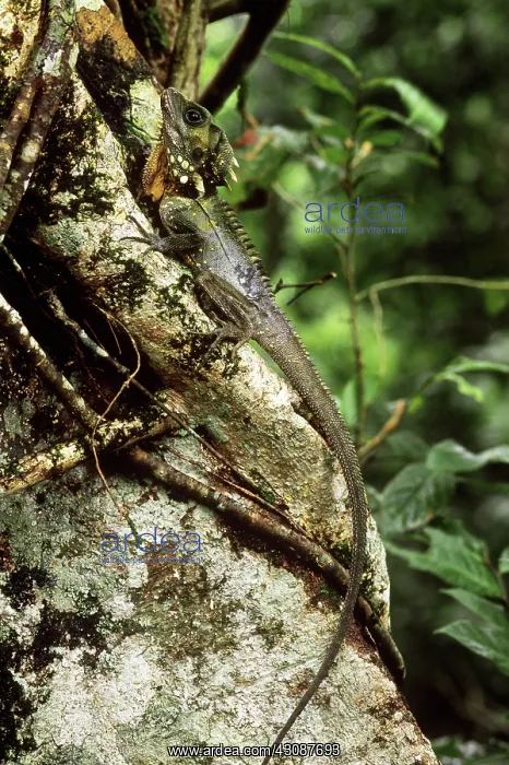 : Boyd's Forest Dragon : Boyd's Forest Dragon