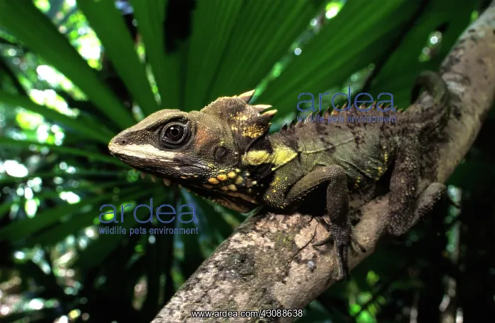 : Boyd's Forest Dragon (Hypsilurus boydii) : Boyd's Forest Dragon (Hypsilurus boydii)