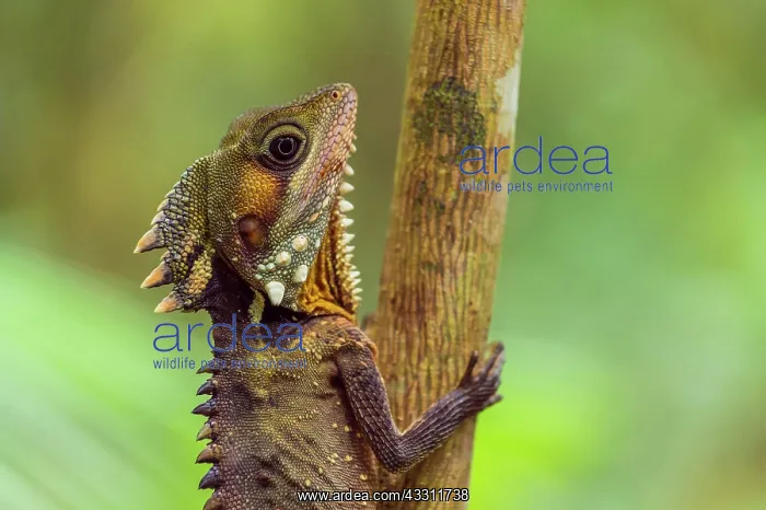 : Boyd?s Forest Dragon (Hypsilurus boydii), Daintree : Boyd?s Forest Dragon (Hypsilurus boydii), Daintree