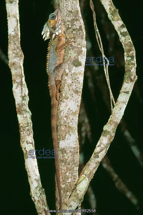 : BOYD'S FOREST DRAGON - on tree : BOYD'S FOREST DRAGON - on tree