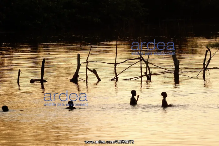 : Boys playing in a river at sunset : Boys playing in a river at sunset