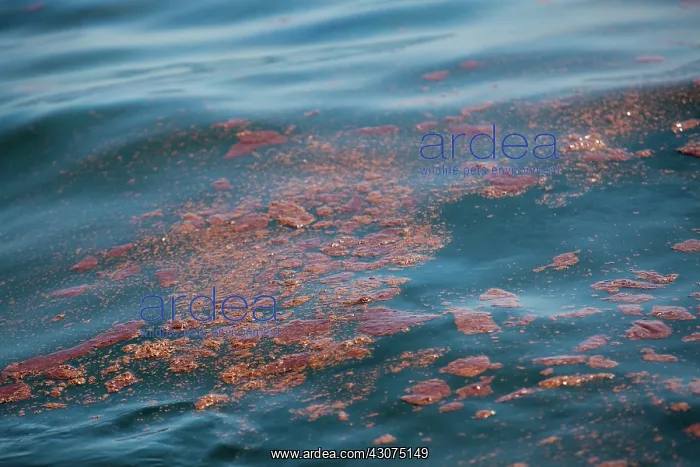 : BP Gulf Oil Spill : BP Gulf Oil Spill