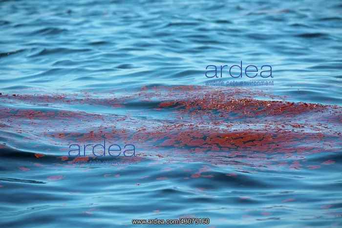 : BP Gulf Oil Spill : BP Gulf Oil Spill