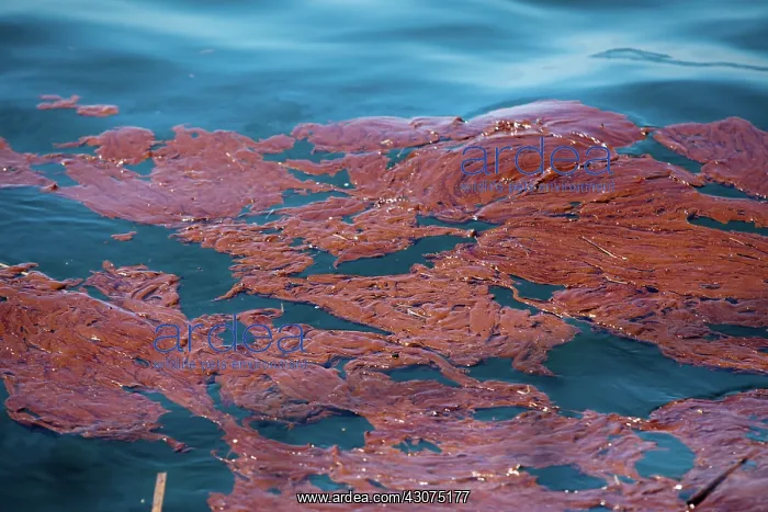 : BP Gulf Oil Spill : BP Gulf Oil Spill
