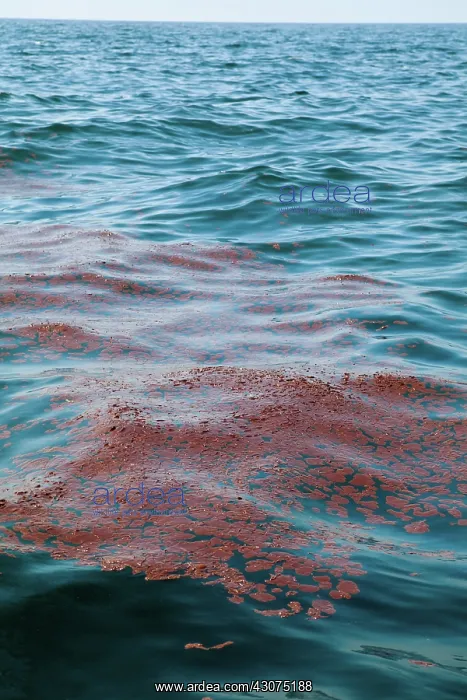 : BP Gulf Oil Spill : BP Gulf Oil Spill