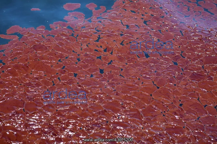 : BP Gulf Oil Spill : BP Gulf Oil Spill