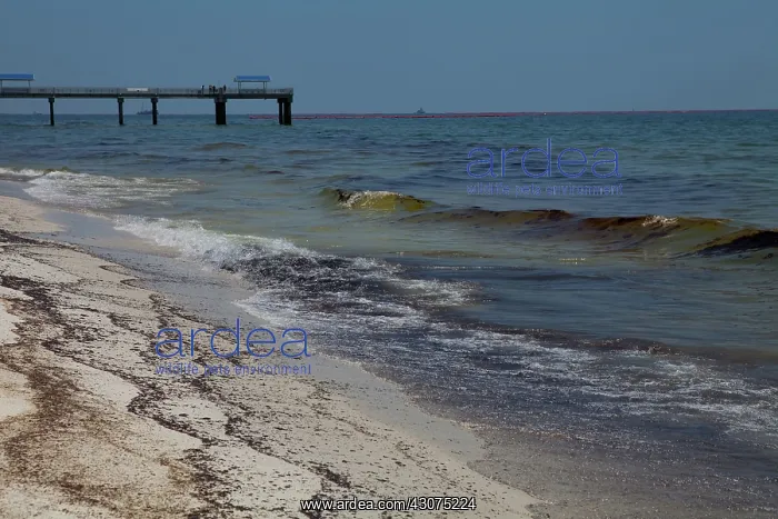 : BP Oil Slick reaches Alabama : BP Oil Slick reaches Alabama