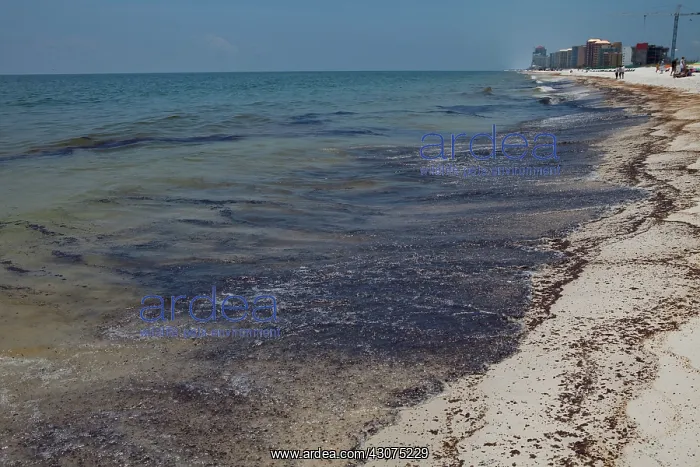 : BP Oil Slick reaches Alabama : BP Oil Slick reaches Alabama