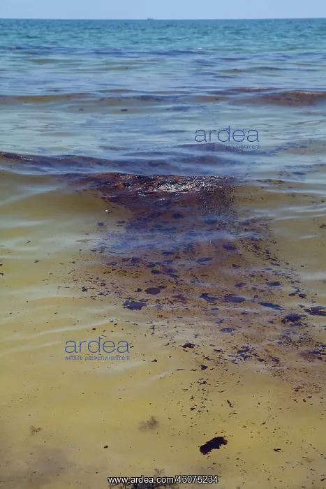 : BP Oil Slick reaches Alabama : BP Oil Slick reaches Alabama