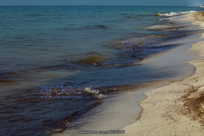 : BP Oil Slick reaches Alabama : BP Oil Slick reaches Alabama