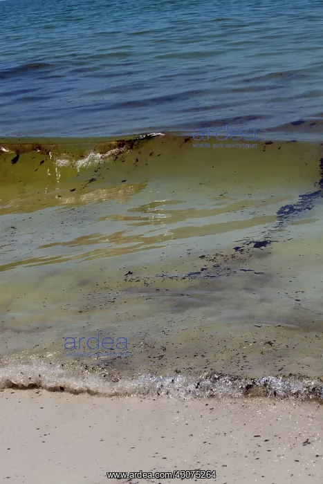 : BP Oil Slick reaches Alabama : BP Oil Slick reaches Alabama