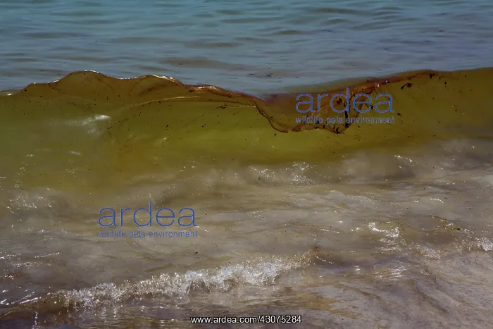 : BP Oil Slick reaches Alabama : BP Oil Slick reaches Alabama