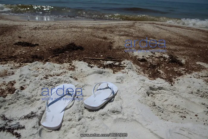 : BP Oil Slick reaches Alabama : BP Oil Slick reaches Alabama