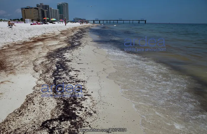 : BP Oil Slick reaches Alabama : BP Oil Slick reaches Alabama