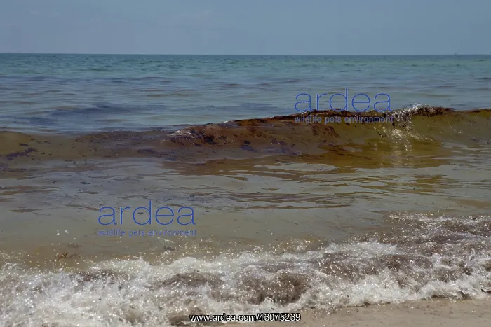  : BP Oil Slick reaches Alabama Beaches