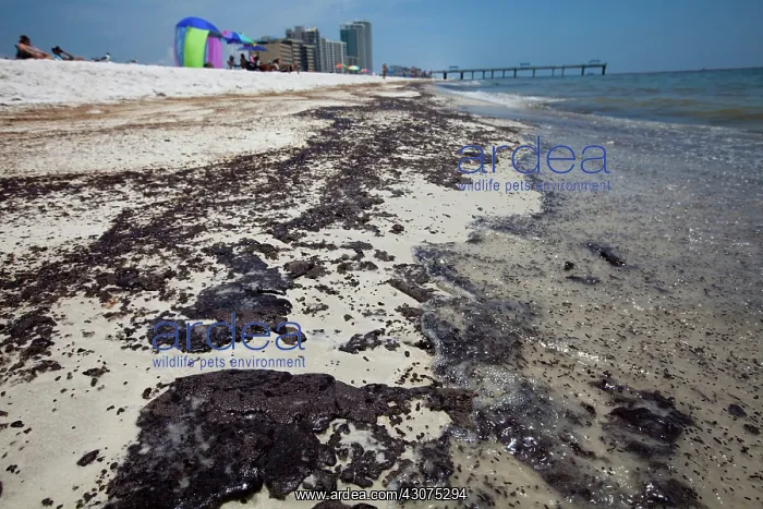 : BP Oil Slick reaches Alabama Beaches : BP Oil Slick reaches Alabama Beaches
