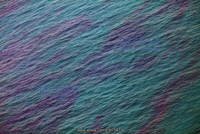 : BP Oil Spill : BP Oil Spill