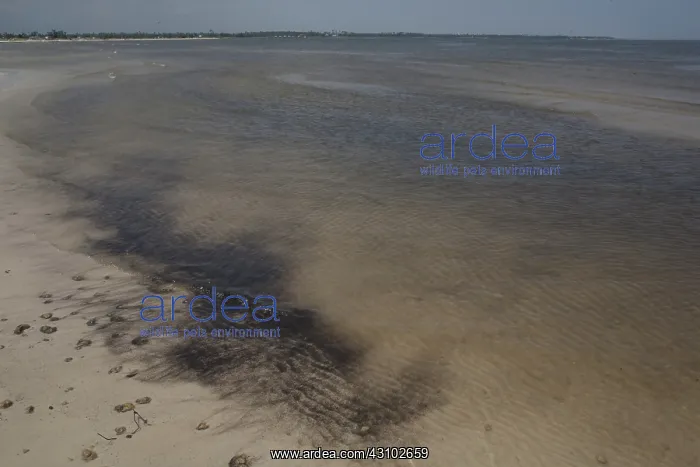 : BP Oil Spill : BP Oil Spill