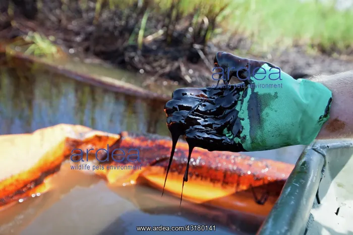 : BP Oil Spill Cleanup : BP Oil Spill Cleanup