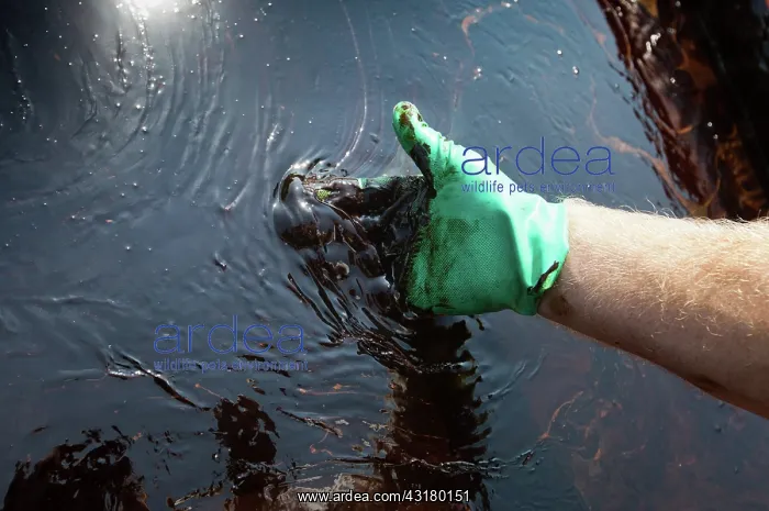 : BP Oil Spill Cleanup : BP Oil Spill Cleanup