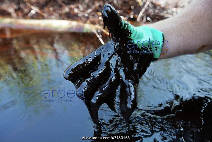 : BP Oil Spill Cleanup : BP Oil Spill Cleanup