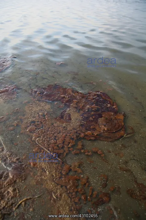 : BP OIl Spill, Grand Isle, LA : BP OIl Spill, Grand Isle, LA
