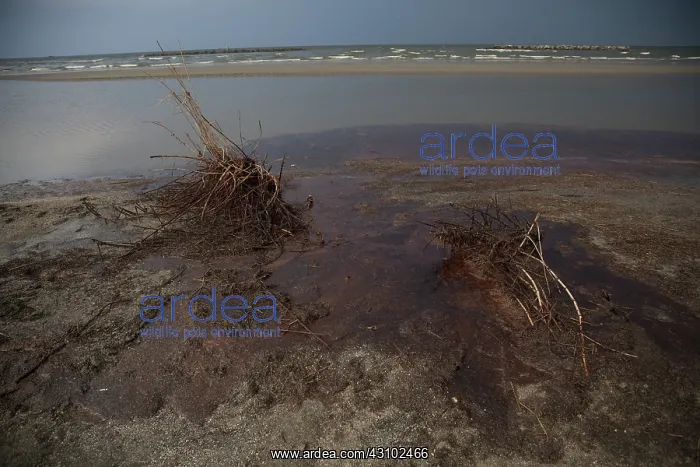 : BP OIl Spill, Grand Isle, LA : BP OIl Spill, Grand Isle, LA