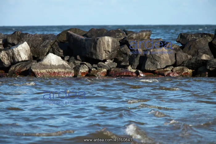 : BP Oil Spill, LA : BP Oil Spill, LA