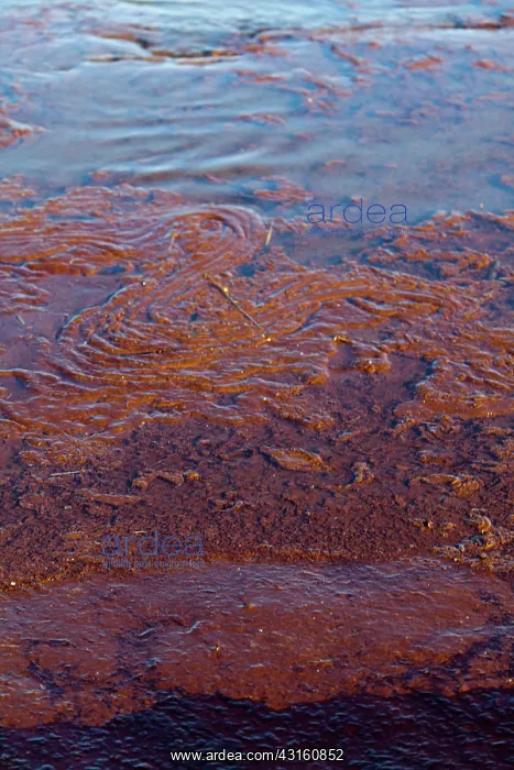 : BP Oil Spill, Louisiana : BP Oil Spill, Louisiana