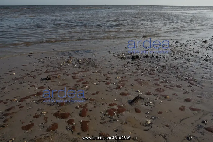 : BP OIl Spill in Mississippi : BP OIl Spill in Mississippi