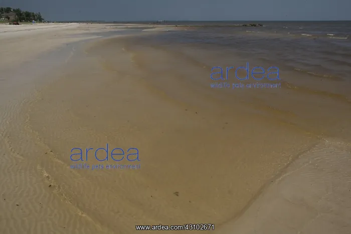 : BP Oil Spill reaches Mississippi : BP Oil Spill reaches Mississippi