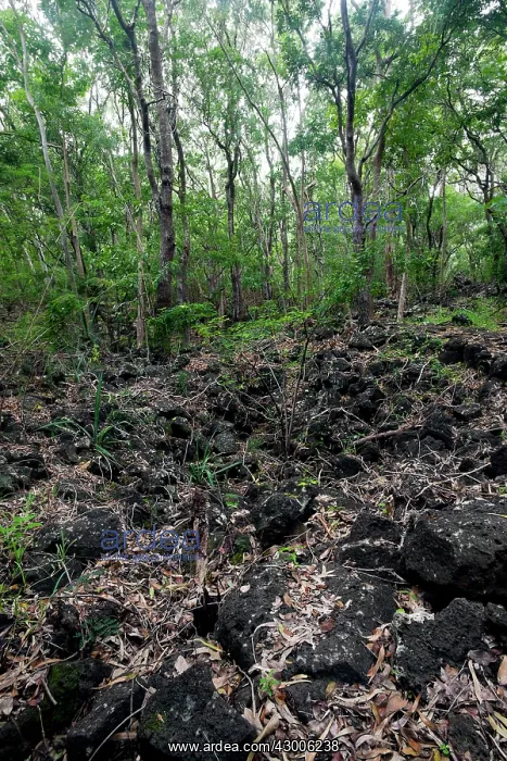  : Bra d'Eau National Park forest
