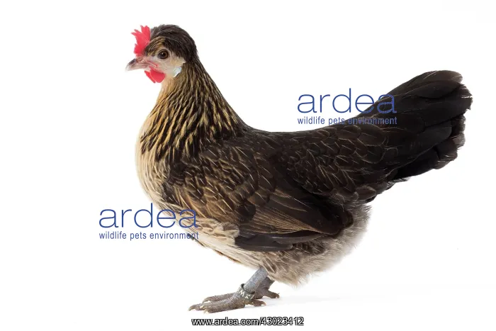 : Brabanonne naine caille dore Chicken Hen