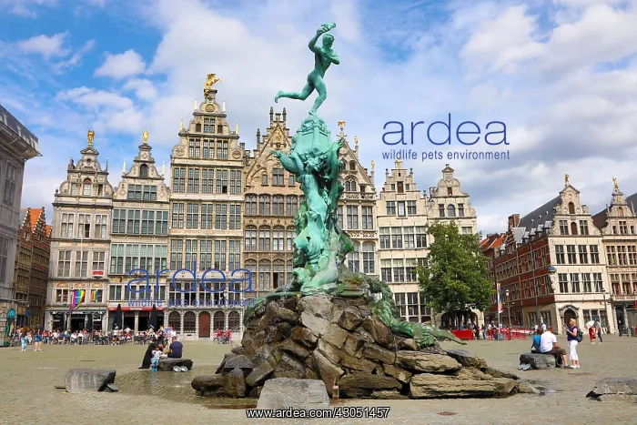: The Brabo Fountain in the Grote Markt in Antwerp, Belgium : The Brabo Fountain in the Grote Markt in Antwerp, Belgium