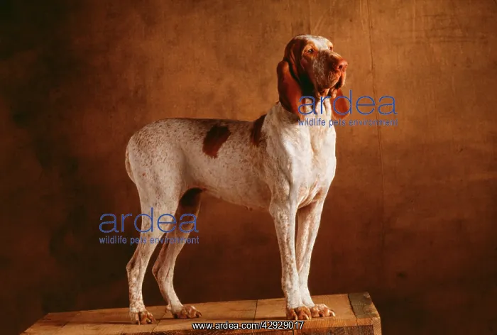  : BRACCO ITALIANO  /  ITALIAN POINTER DOG