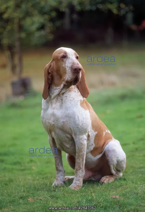  : Bracco Italiano  /  Italian Pointer - sitting