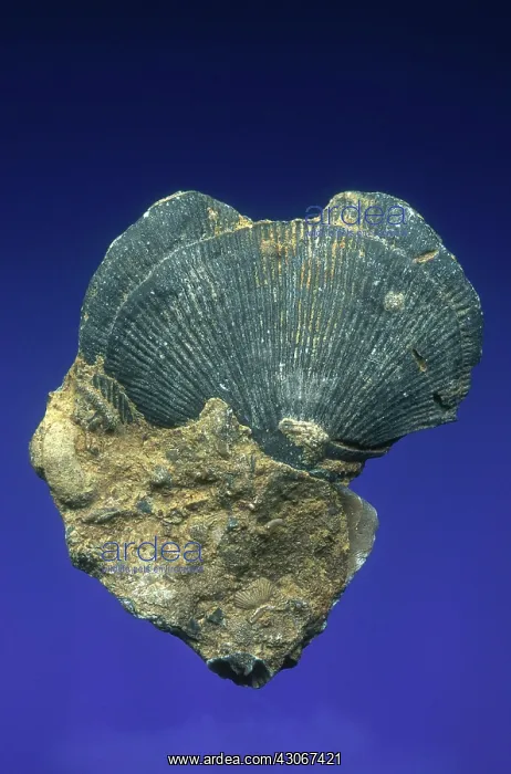 : Brachiopod Fossil : Brachiopod Fossil